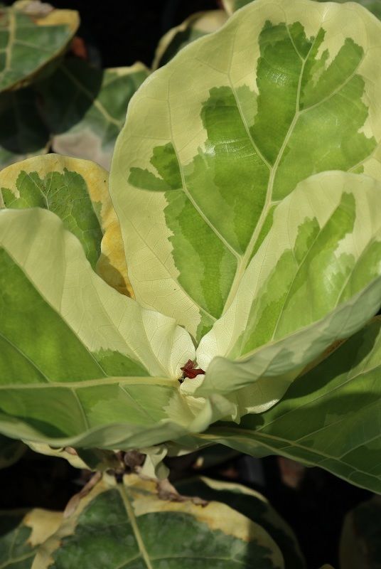 Fiddle fig tree for landscape and indoor plants