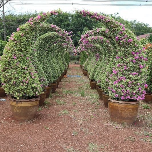 ฺBougainvillea facde shape thailand exporter