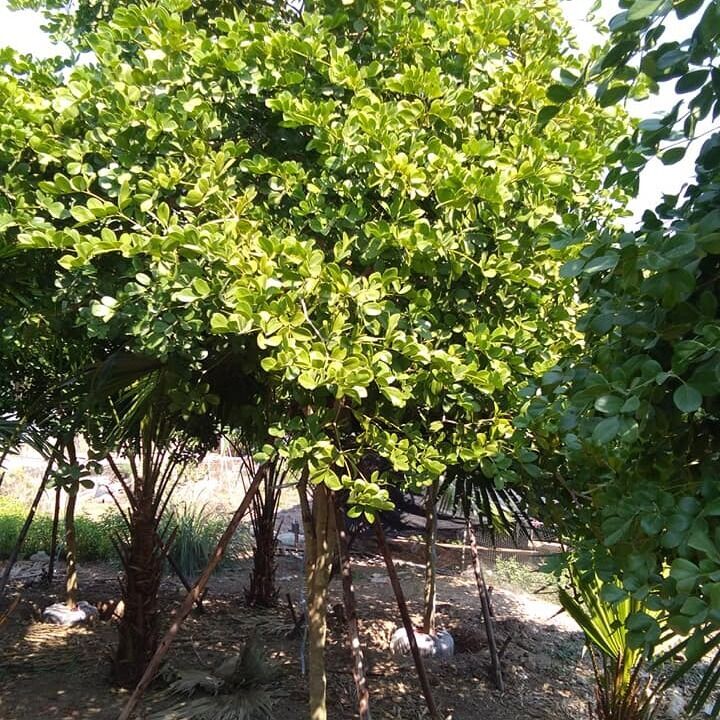 Thailand guaiacum officinale tree for sale to dubai