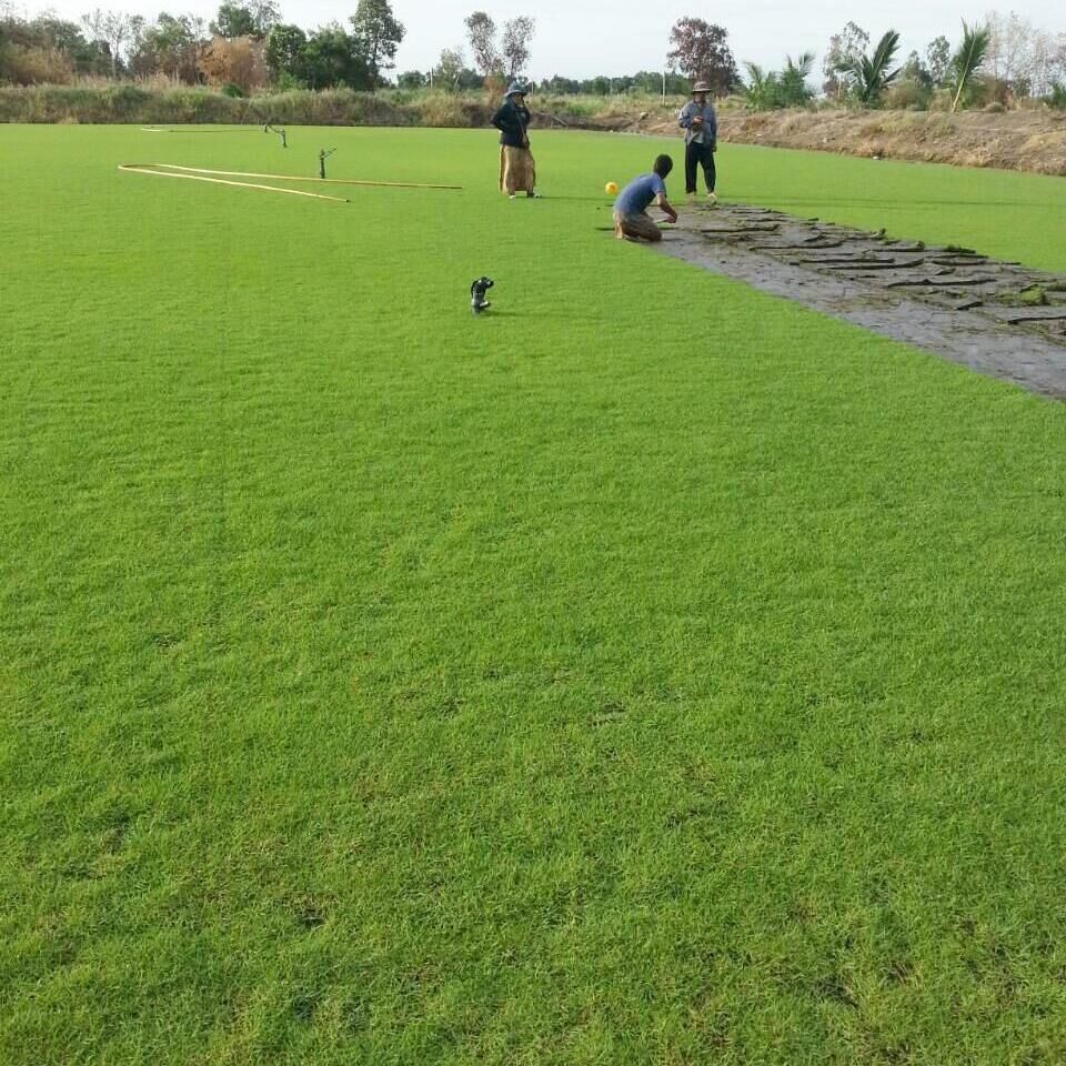 Golf course grass for beauty