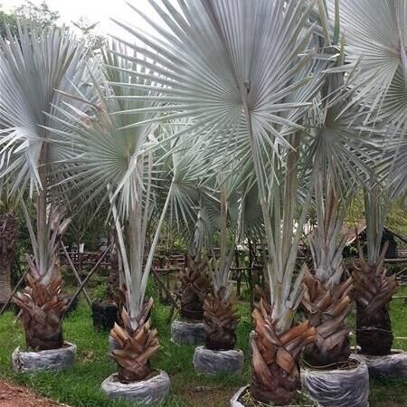 ฺbismarckia nobilis silver palm Decorate the house to make a fence to block the sun and shade.