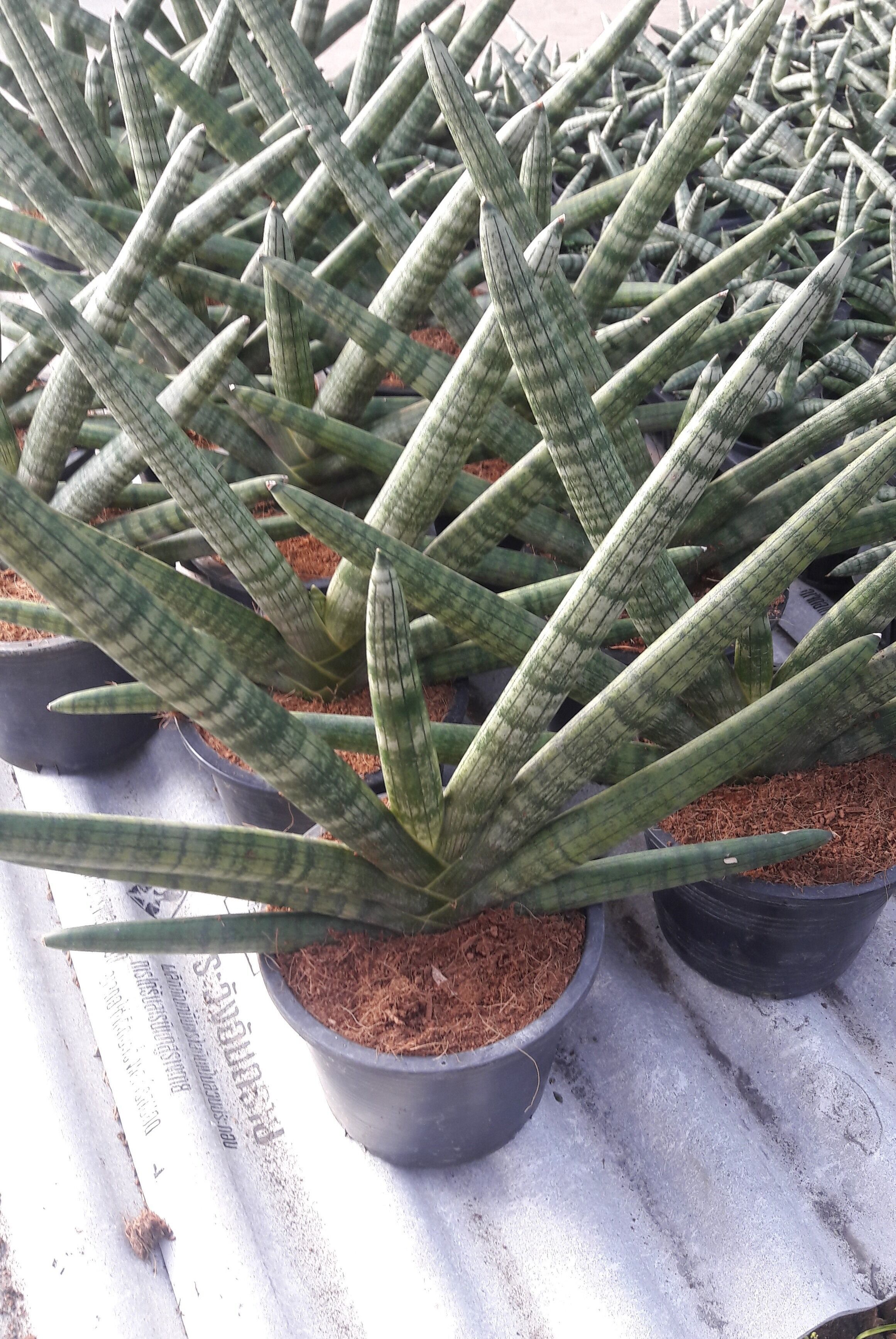 Sansevieria Cylindrica Starfish