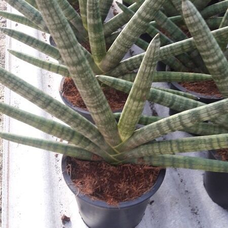 Sansevieria cylindrica spaghetti thailand garden exporter 