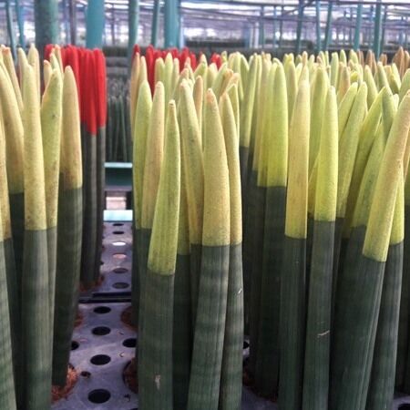 sansevieria cylindrica thailand nursery