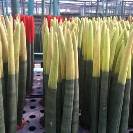 sansevieria cylindrica thailand nursery