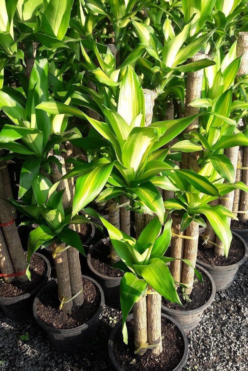 dracaena fragance for decoration plants