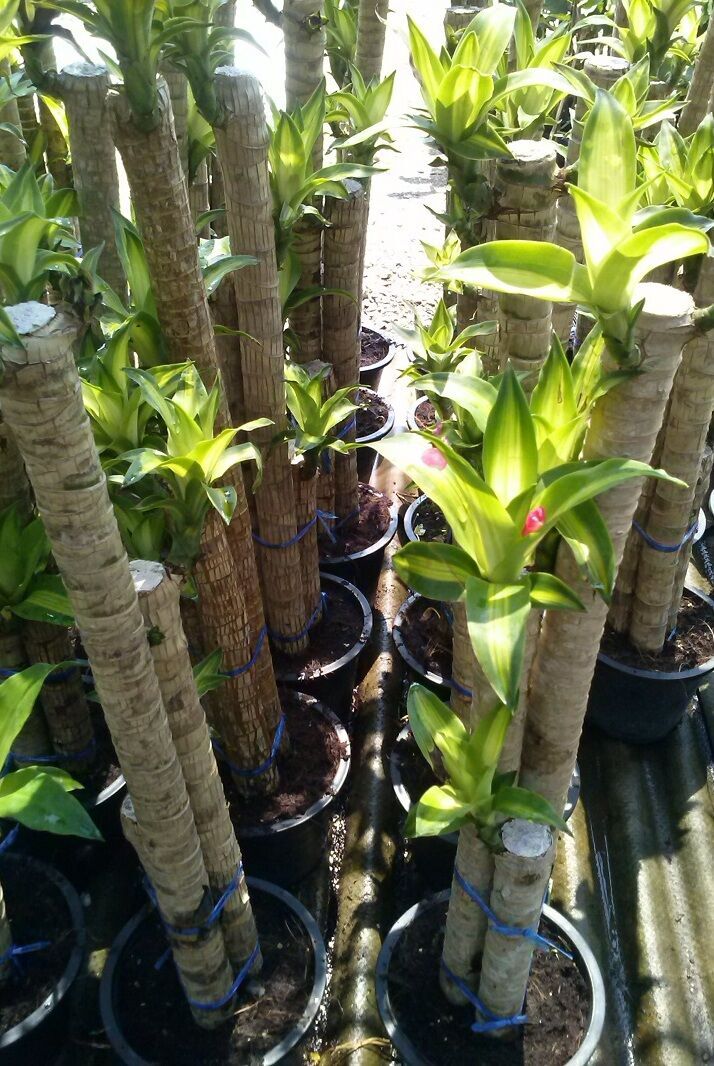 Dracaena fragance from thailand 