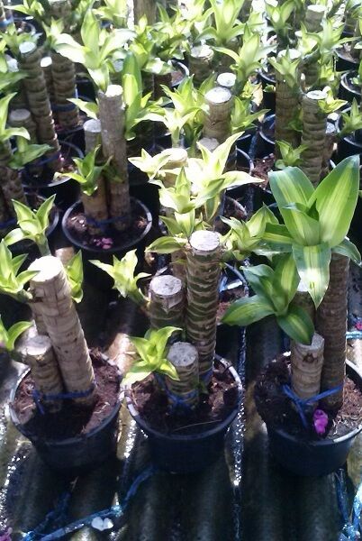 Dracaena fragance exporting quality 2 and 3 stems per pot