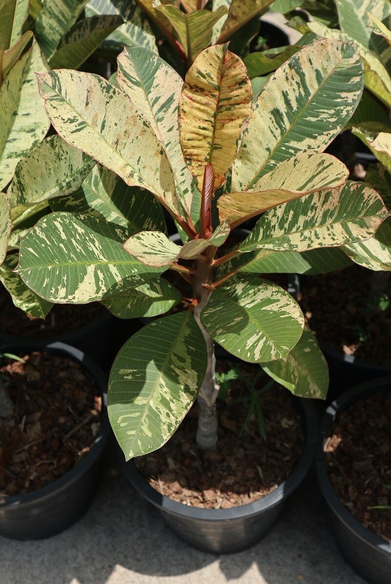 Plumeria Maya variegated color