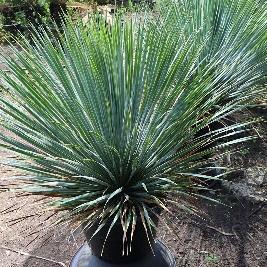 Yucca Rostrata outdoor plant for sale to japan and korea by sea or airplane