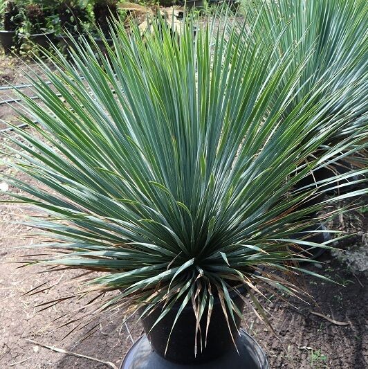 Yucca rostrata export plant live