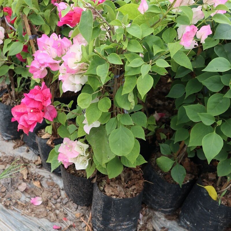 bougainvilleas from thailand garden