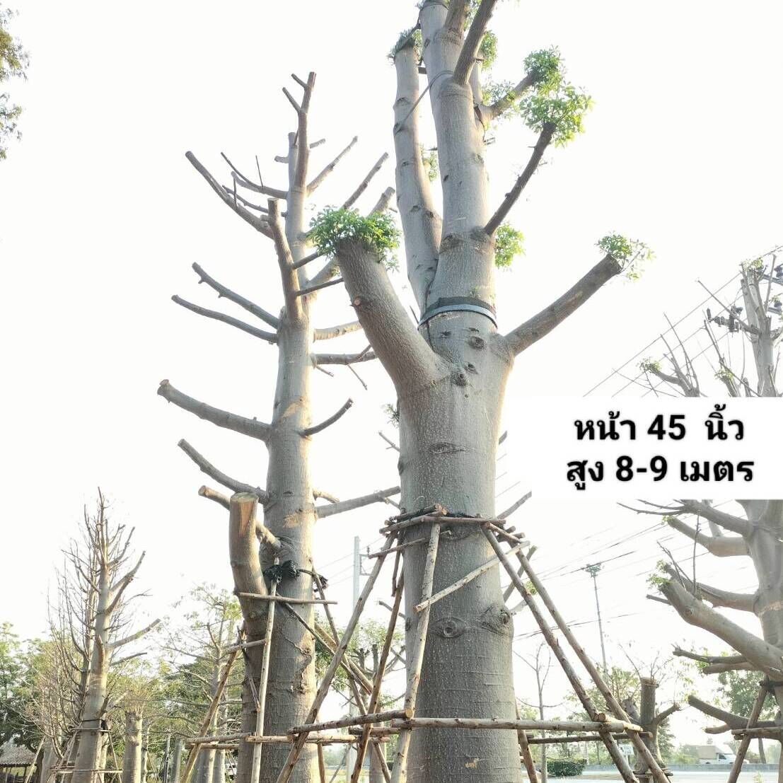 Adansonia Digitata tree growing from thailand export to dubai