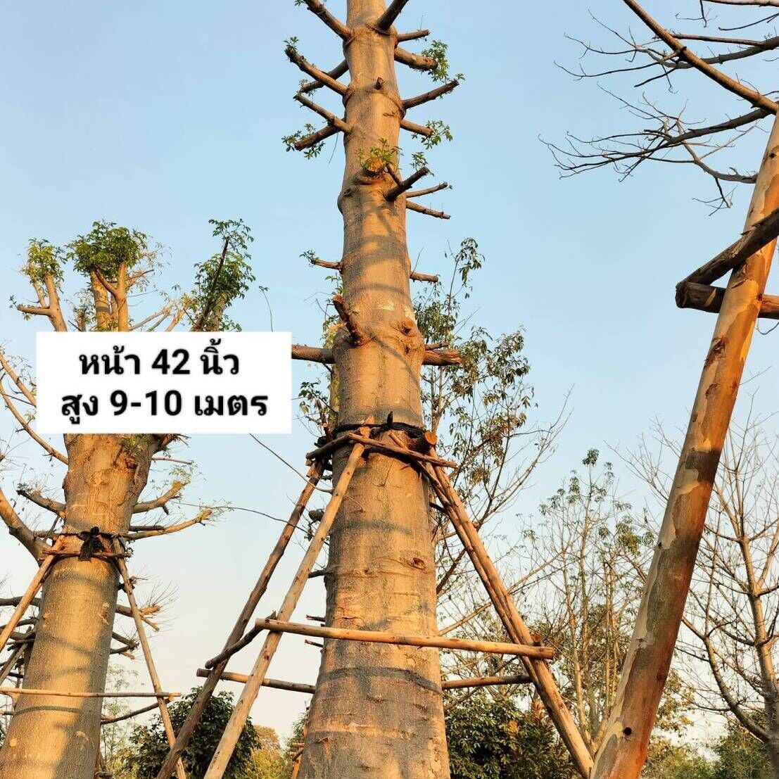 Baobab tree supply to UAE 
